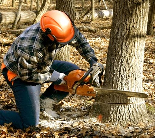 Tree Removal in Bonaire, GA